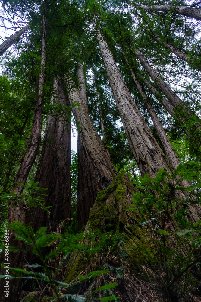 Views hiking inside in Muir Woods National Monument of the ferns, large coastal redwoods, moss, and tree canopy. Views hiking inside in Muir Woods National Monument of the ferns, large coastal redwoods, moss, and tree canopy.