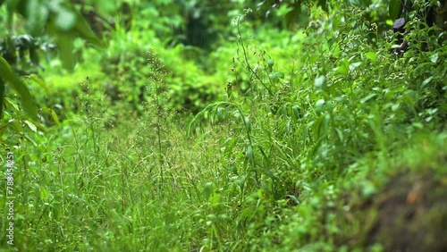 the weed in the garden drenched by rain in the afternoon