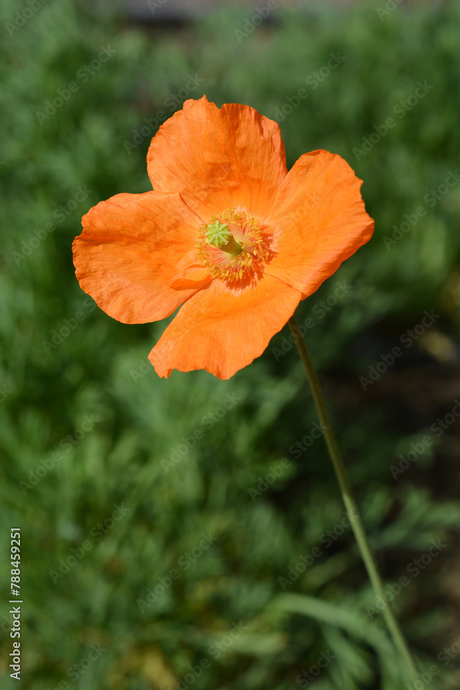 Moroccan poppy flower Moroccan poppy flower