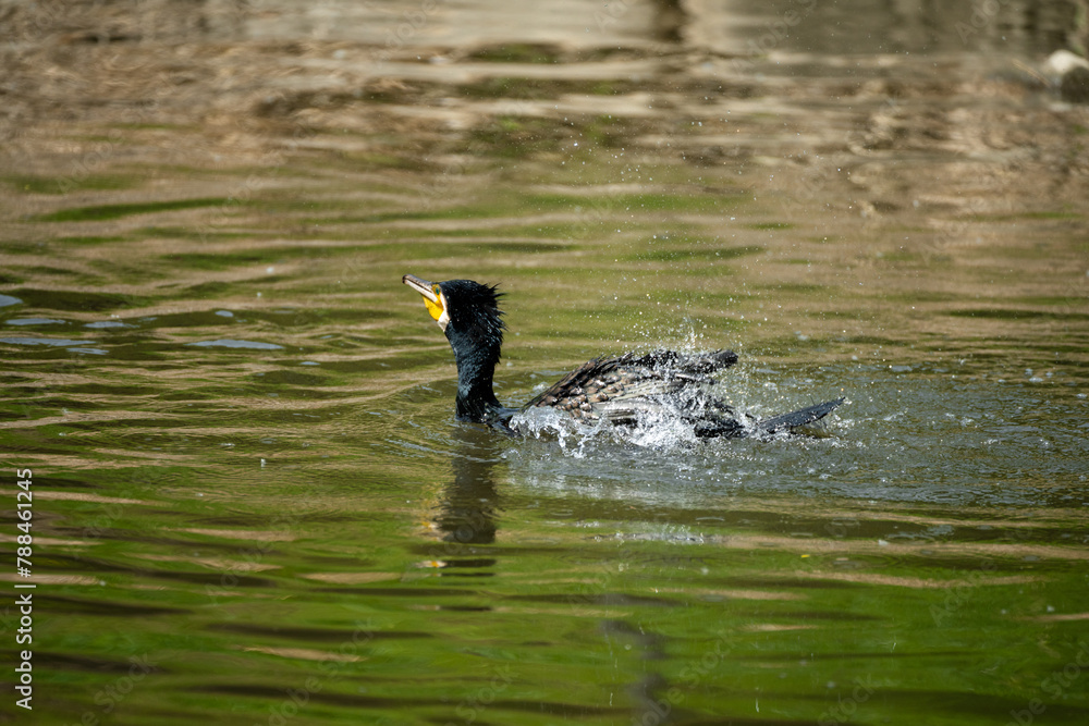 Fototapeta premium A cormorant bathing in the river water