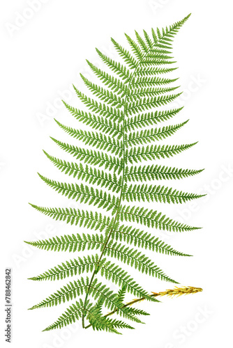 Athyrium Filix–Femina (Lady Fern) fern leaf illustration transparent png photo