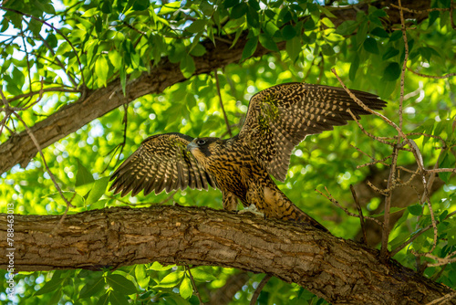 Perigren Falcon spreading wings in a tree
