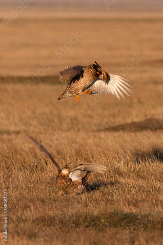 Two Prairie Chickens fighting on a Lek