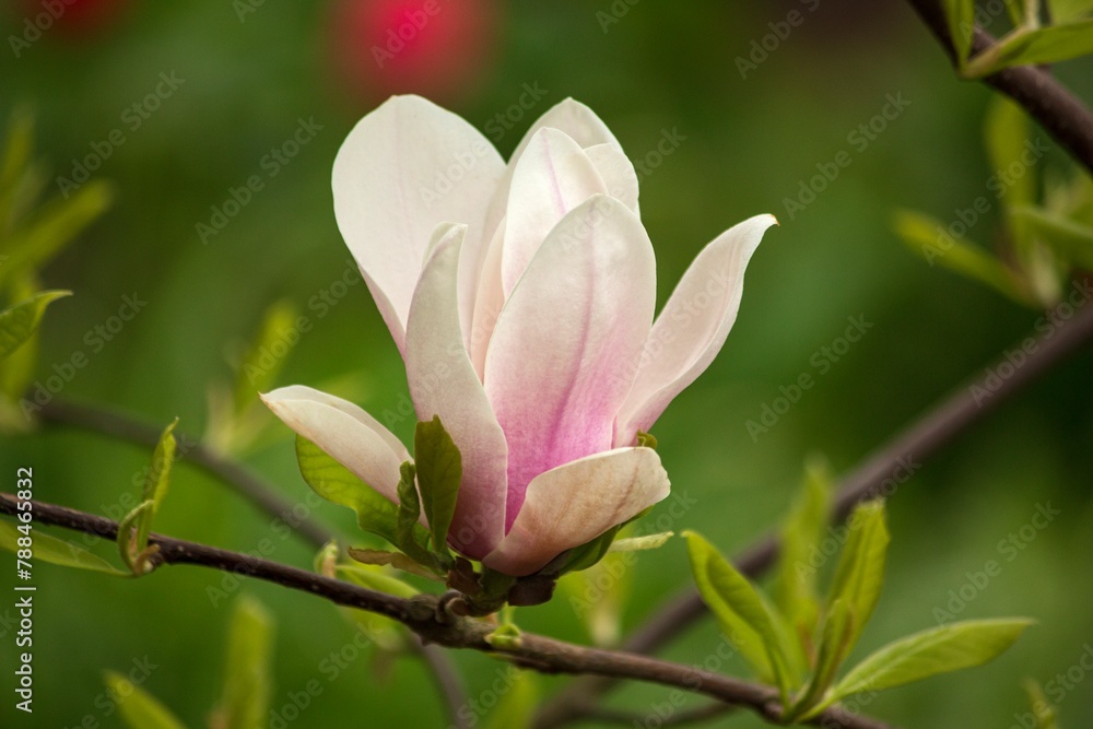 Blooming young magnolia tree in the garden Blooming young magnolia tree in the garden