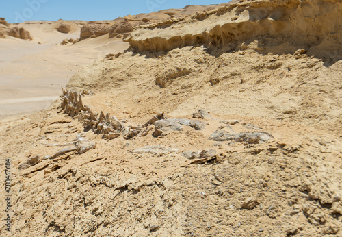 Barren desert landscape in hot climate with fossil skeleton