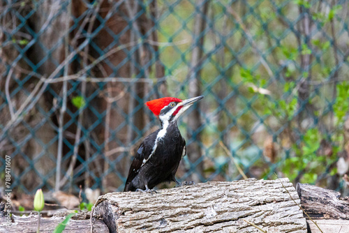 Pileated Woodpecker on a log 