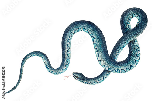 Wampum Snake  png sticker, vintage animal illustration transparent background photo