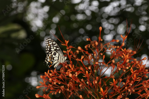 The beautiful butterfly on flower is show beauty wing in nature garden