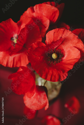 Beautiful bouquet of fresh poppies in a vase against a dark background