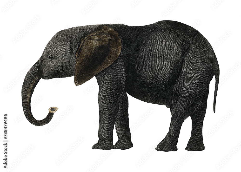 Ancient elephant png vintage animal illustration on transparent background