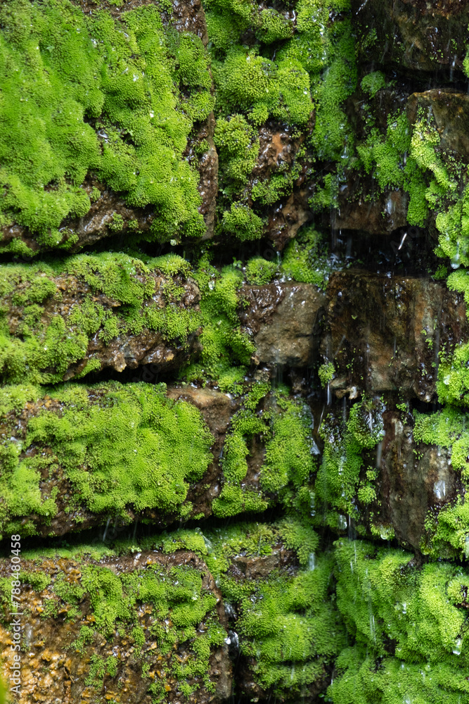 Water drips down and through moss covered bricks Water drips down and through moss covered bricks