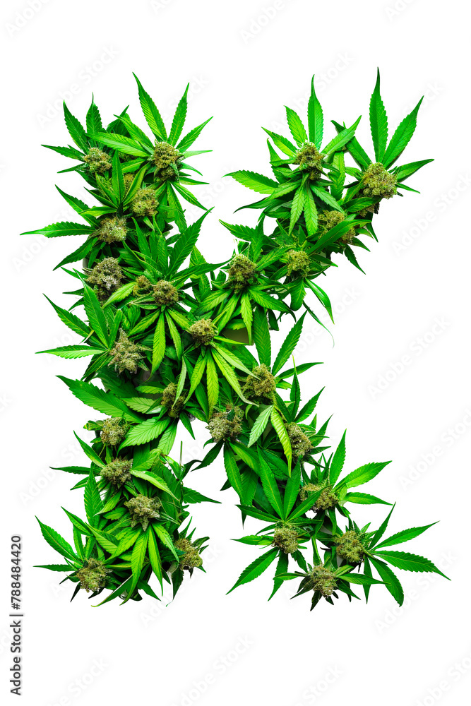 The letter K formed entirely with intricately arranged marijuana leaves against a white background. Alphabet. Isolated.