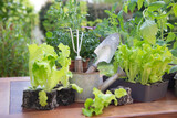 lettuce in dirt ready to plant with gardening tools and vegetable seedlings in pot on a table in garden at springtime