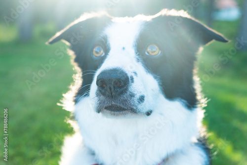 photo of a serious dog on a background of green trees photo
