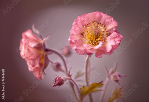Fototapeta Naklejka Na Ścianę i Meble -  Wiosenne różowe kwiaty Kuklików - Geum. Tapeta, dekoracja. 