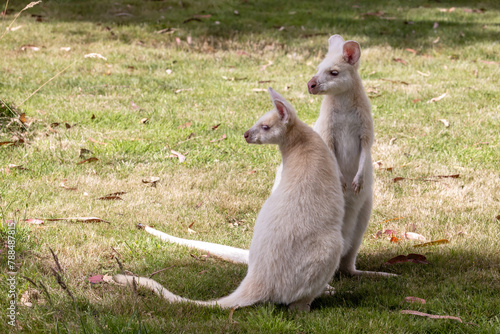 Mother and baby white wallabies, otherwise known as the Bennetts wallaby. These animal are albino, due to a genetic mutation, and are endemic to Bruny Island, Tasmania. © Rixie