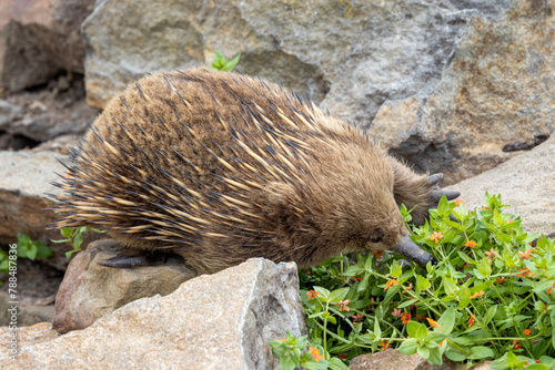 A short beaked echidna, Tachyglossus aculeatu, also known as the spiny anteater. This is an egg laying mammal or monotreme. © Rixie