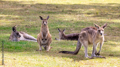 A mob or family group of Forester kangaroos, Macropus giganteus, the largest marsupial in Tasmania, Australia. © Rixie