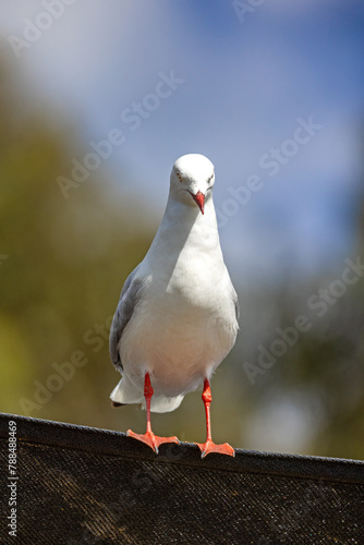 Front view of a silver gull, Chroicocephalus novaehollandiae, perched on a fence. Tasmania, Australia.