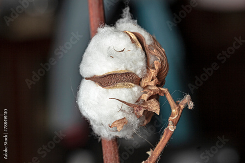 Box with white cotton plant