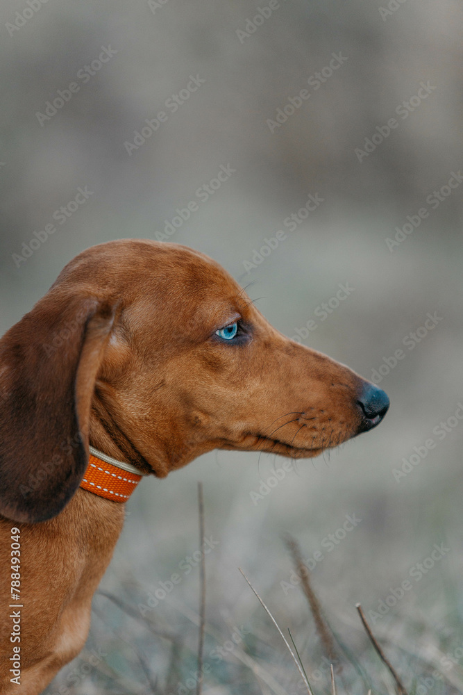 A dachshund puppy is red in the field in the spring. A dachshund with different eyes. Heterochromia in dogs.