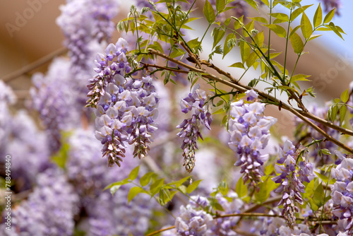 Beautifully blooming wisteria Traditional Japanese flower Purple flowers on background green leaves Spring floral background. Beautiful tree with fragrant, classic purple flowers in hanging clusters