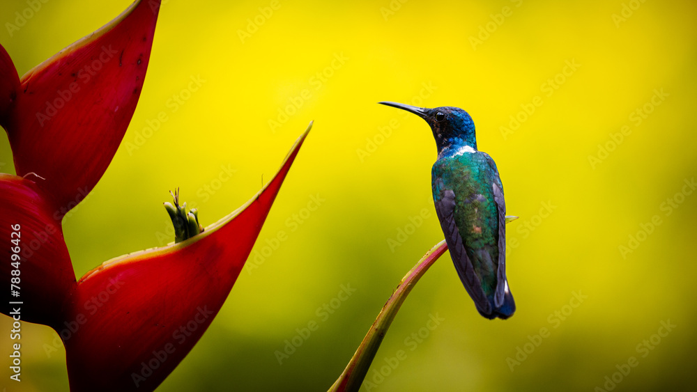 Obraz premium Hummingbird sitting on the bank of a heliconia flower, Wildlife, life in tropical rainforest