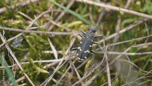 black beetle in the grass