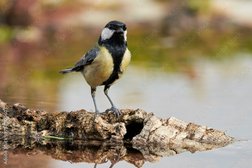Obraz premium carbonero bañándose en el estanque del bosque (Parus major) Andalucía España