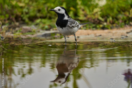 lavandera blanca​ o aguzanieves (Motacilla alba) en el estanque del parque photo