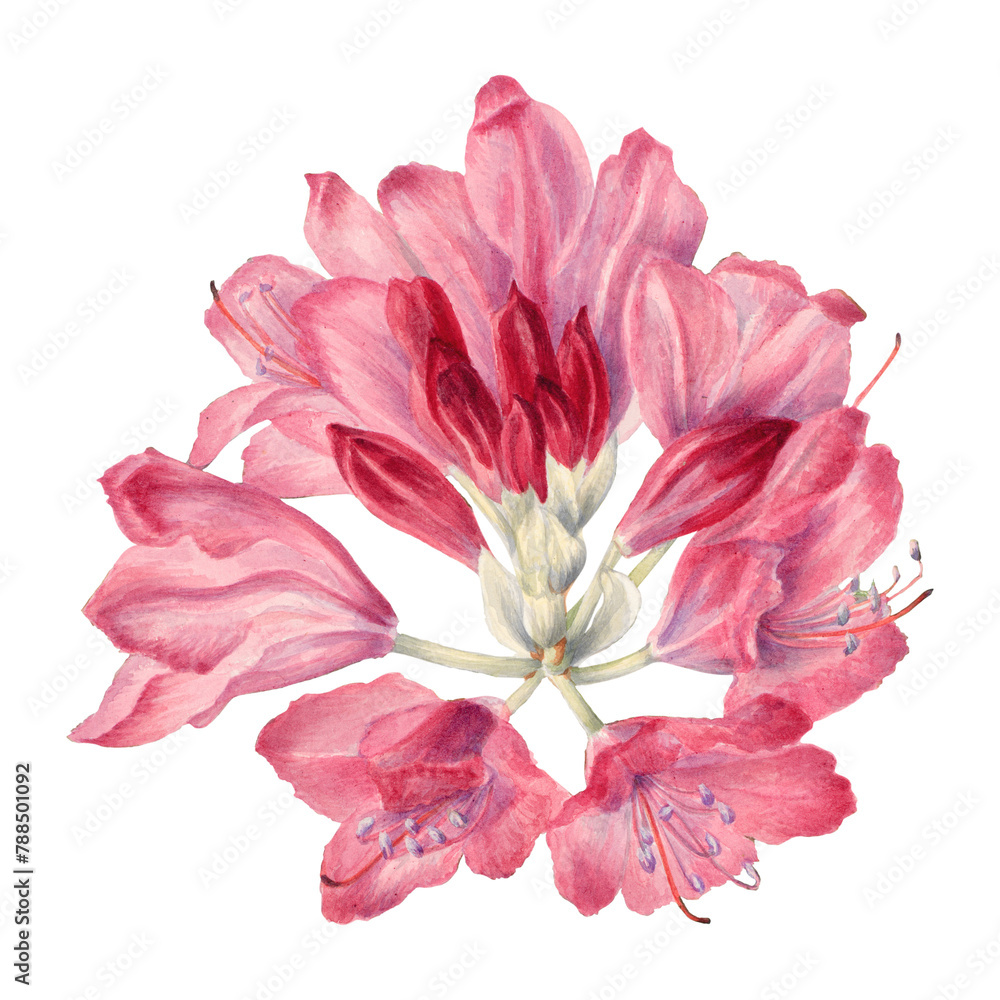 Hand drawn mountain rose-bay png floral illustration