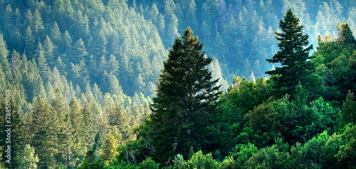 Pine Forest in Wilderness Mountains