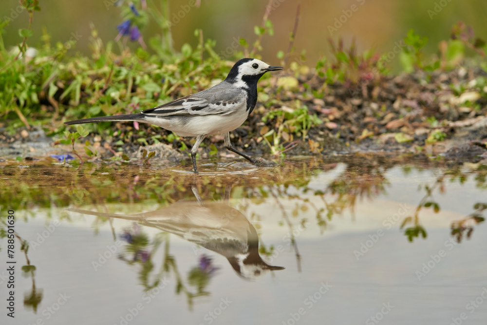 Obraz premium lavandera blanca​ o aguzanieves (Motacilla alba) en el estanque del parque