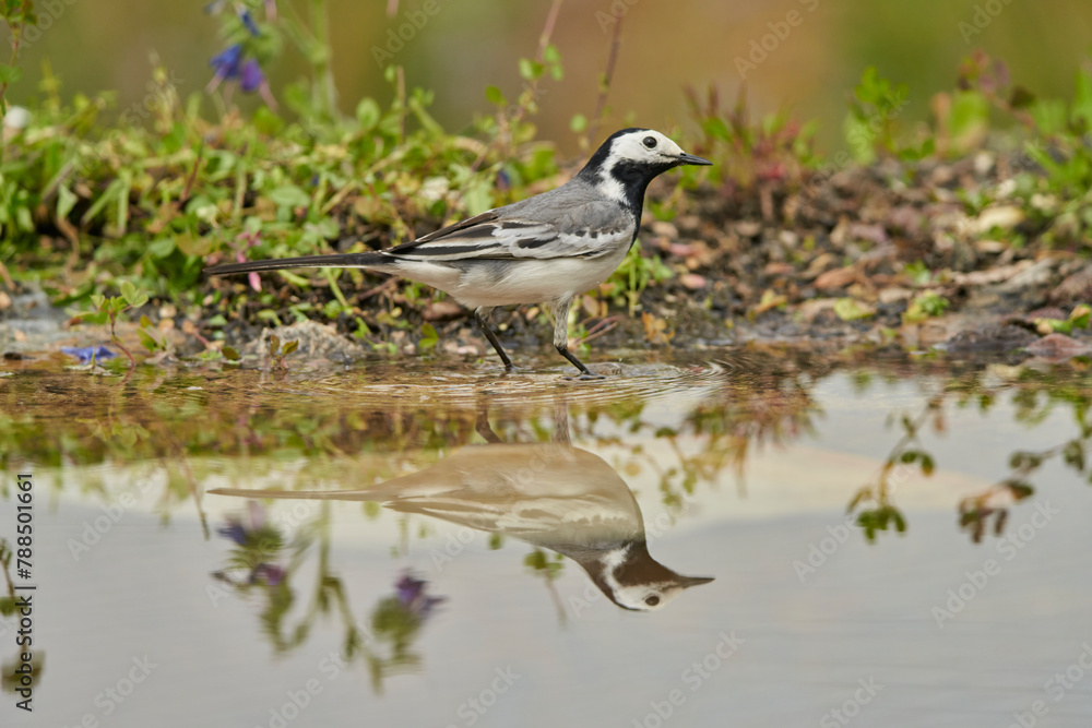 lavandera blanca​ o aguzanieves (Motacilla alba) en el estanque del parque