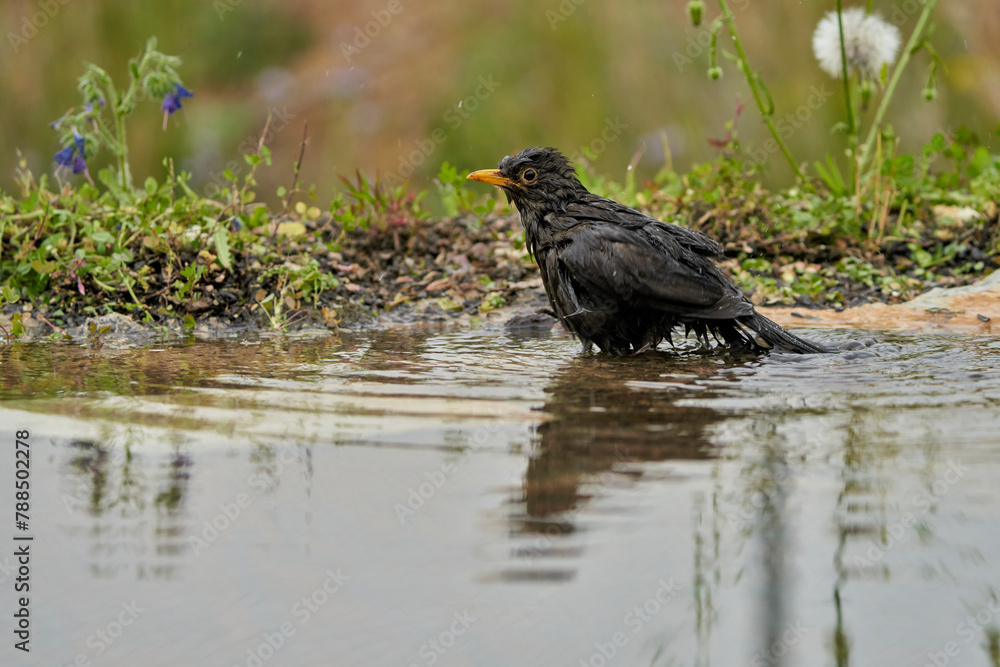 Fototapeta premium mirlo común o, más comúnmente, mirlo (Turdus merula) en el estanque del parque