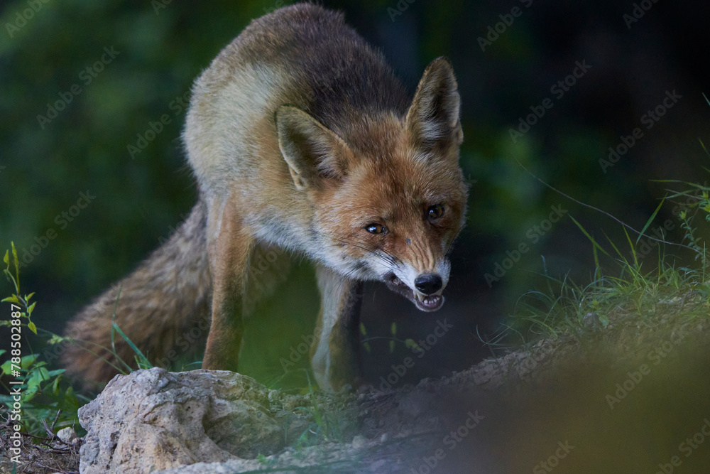zorro europeo en el bosque mediterráneo zorro europeo en el bosque mediterráneo