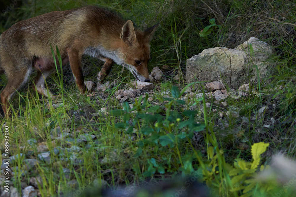 zorro europeo en el bosque mediterráneo zorro europeo en el bosque mediterráneo