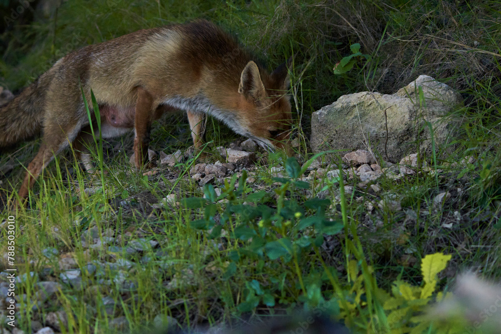 zorro europeo en el bosque mediterráneo zorro europeo en el bosque mediterráneo