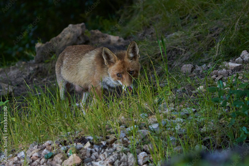 Obraz premium zorro europeo en el bosque mediterráneo 