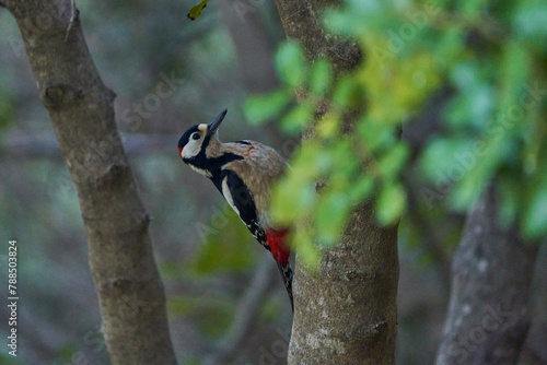 pico picapinos (Dendrocopos major) comiendo en un tronco