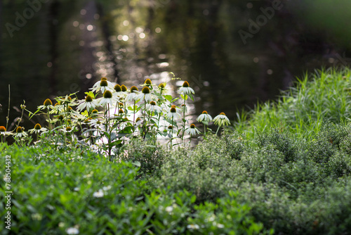 daisies bloom in the garden, pond behind