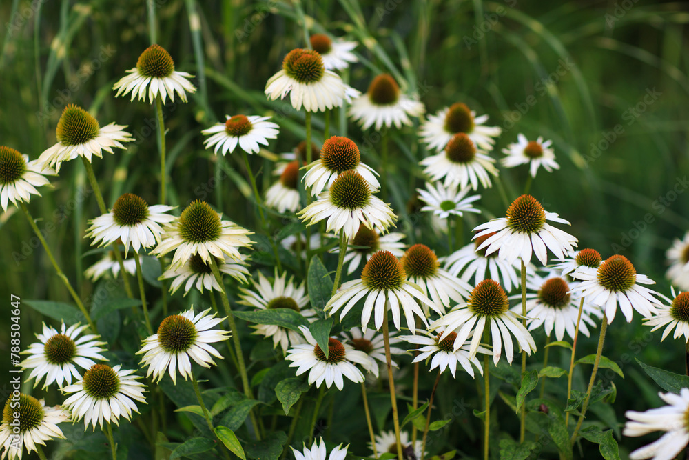 daisies bloom in the garden, close-up daisies bloom in the garden, close-up