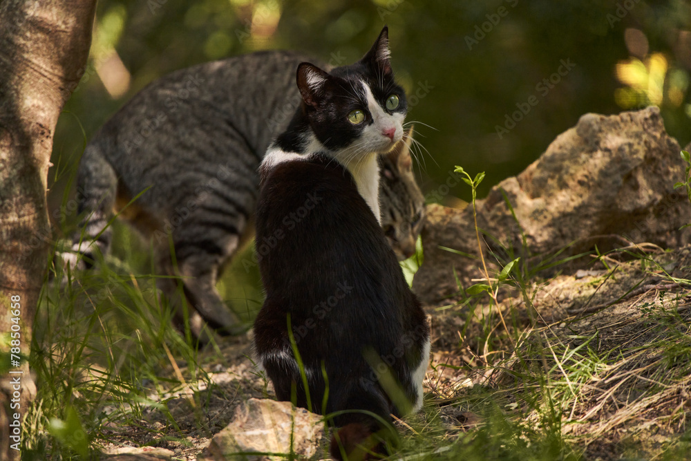 gato blanco y negro y gato pardo en el bosque