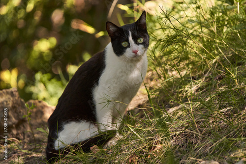 gato blanco y negro sentado en la hierva 