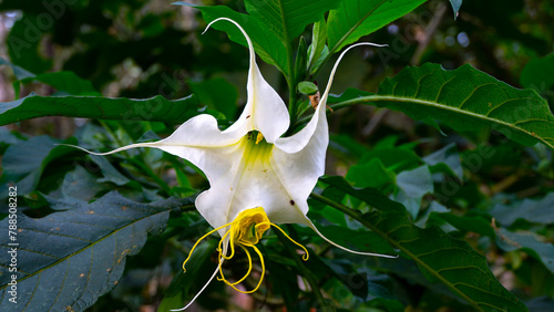 Brugmansia arborea, el floripondio, trompeta de Ángel —entre otros nombres comunes— es una especie de planta arbustiva del género Brugmansia de la familia Solanaceae