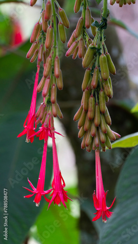 Fuchsia boliviana es una especie de arbusto de la familia de las onagráceas. Arbusto o arbolillo de los Andes sensible a las heladas de hasta 3,5 m de alto. Tiene racimos cogantes de flores escarlata 