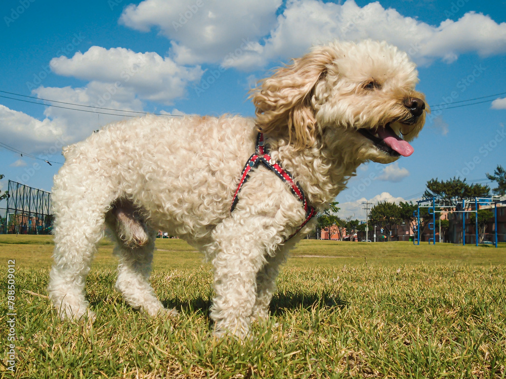 Frespuder white dog with its tongue out in a park in Bosa – Bogotá - Colombia Frespuder white dog with its tongue out in a park in Bosa – Bogotá - Colombia