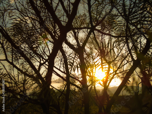 Rays of sun on branches of a tree in Bosa – Bogotá - Colombia photo