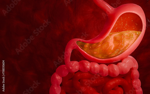 Symptoms of acid reflux or excess acid in the stomach. Gastric juice and intestinal model within the abdominal cavity. Pressure or air causes stomach pain. 3D Rendering © Superrider