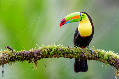 Keel-billed toucan (Ramphastos sulfuratus) perched on mossy branch. Boca Tapada, Costa Rica.  photo